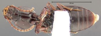 Media type: image;   Entomology 31979 Aspect: habitus ventral view